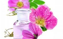 Rosa Mosqueta – Benefícios e Como Usar