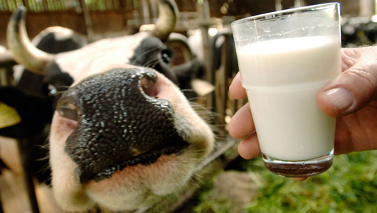 Gravidez e Alimentos Proibidos – leite