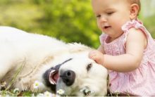 Raças de Cachorros Para Famílias – Dicas