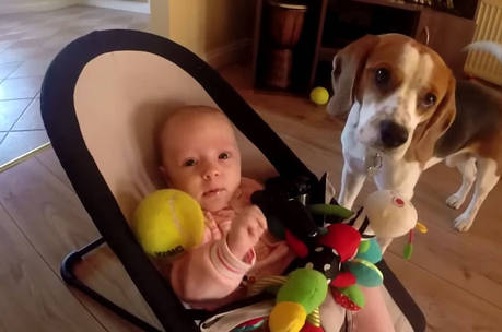 Raças de Cachorros Para Famílias - Dicas beagle