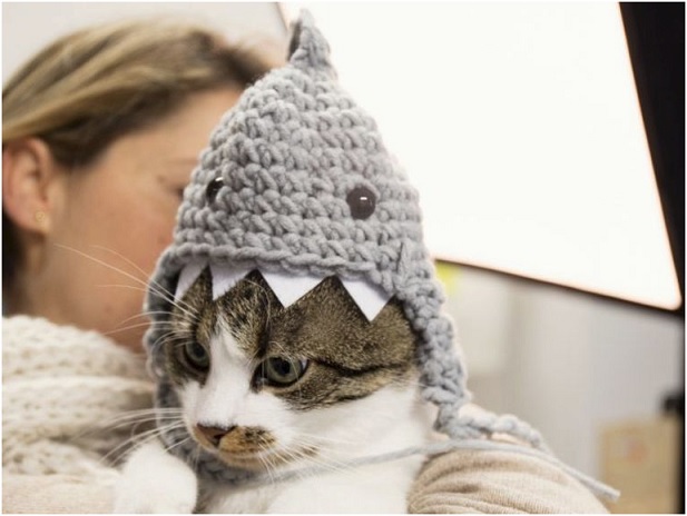Touca Tubarão Para Gato – Como Fazer