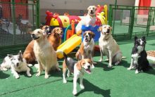 Creche Para Cães – Como Escolher