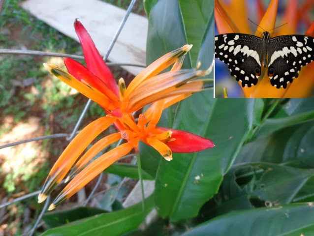 borboletas-no-jardim-heliconia