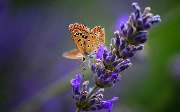 borboletas-no-jardim-lavanda