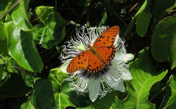 borboletas-no-jardim-maracuja