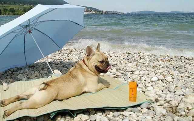 Passear Com o Cão na Praia – Quais Cuidados 
