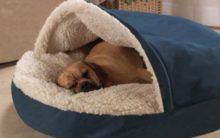 Cama Para Cachorro – Como Escolher