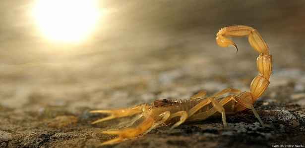 Picada de Escorpião – Como Tratar e Evitar