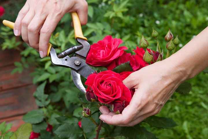 Podar Rosas – Quando e Como Fazer