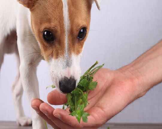 Legumes e Verduras Para Cães – As Melhores