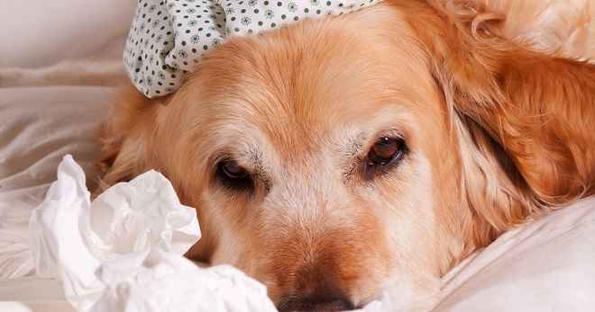 Piometra Em Cadelas – Sintomas e Tratamento