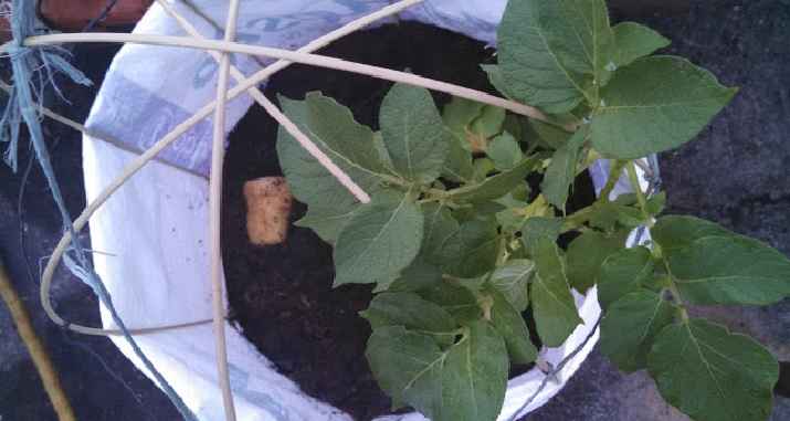 Plantar Batatas Em Casa – Como Fazer e Vídeo