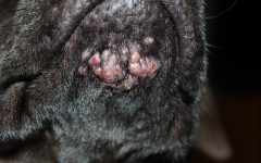 Acne Canina – Como Tratar