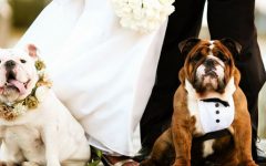 Cachorro No Casamento – Entrega das Alianças