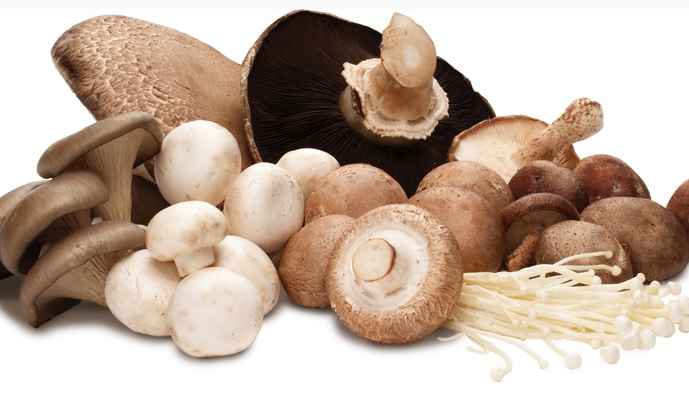 Cogumelos – Benefícios Para Saúde