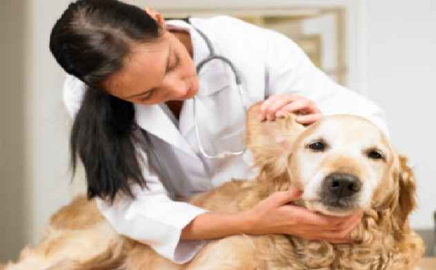 Sarna Em Cães – Tipos e Tratamento