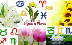 Flores Para Cada Signo do Zodíaco – Preferências