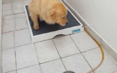 Sanitário Para Cachorros – Novidade