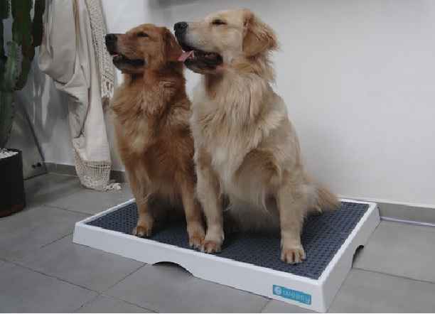 Sanitário Para Cachorros – Novidade
