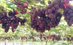 Uvas Em Vaso – Como Plantar