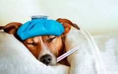 Gripe Em Cachorro – Como Prevenir