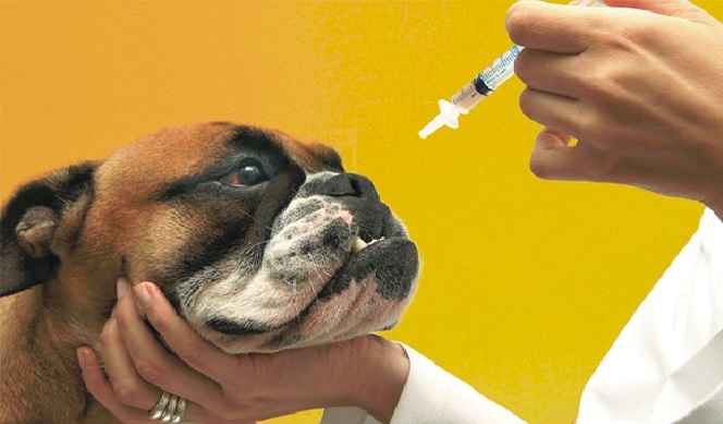 Gripe Em Cachorro – Como Prevenir