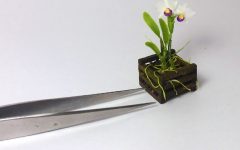 Micro ou Mini Orquídeas – Como Cultivar