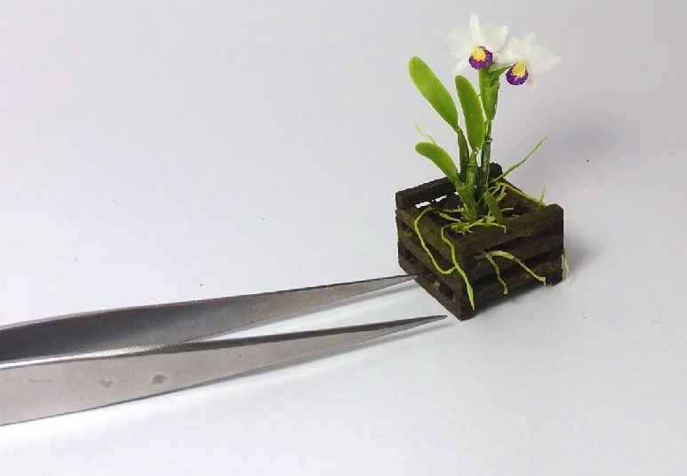 Micro ou Mini Orquídeas – Como Cultivar
