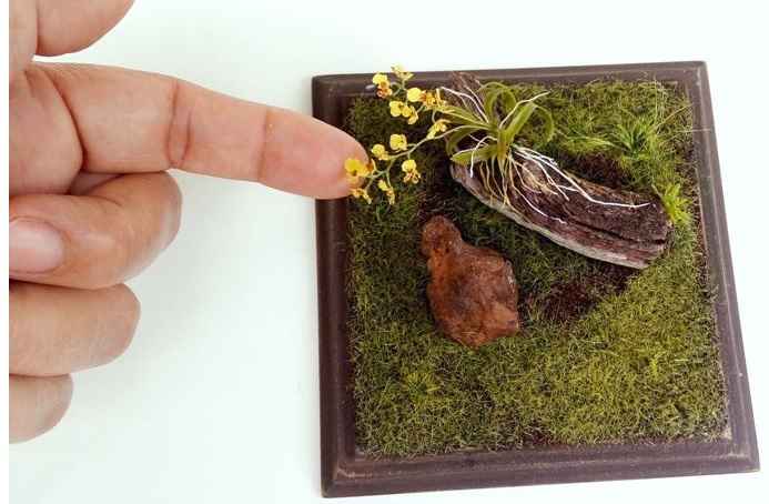 Micro ou Mini Orquídeas – Como Cultivar