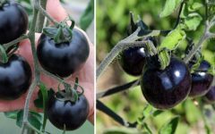 Exótico Tomate Preto – Benefícios