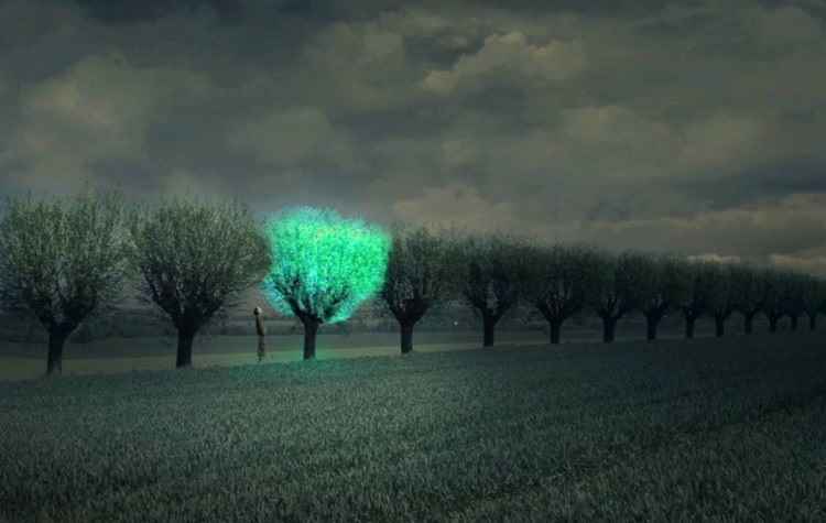Árvores Que Brilham – Iluminando Cidades