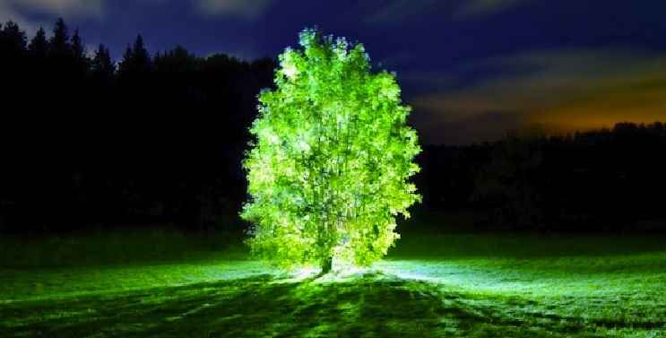 Árvores Que Brilham – Iluminando Cidades