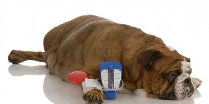 Diabetes Mellitus Em Cães – Sintomas