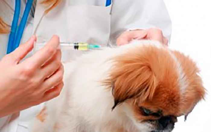 Diabetes Mellitus Em Cães – Sintomas