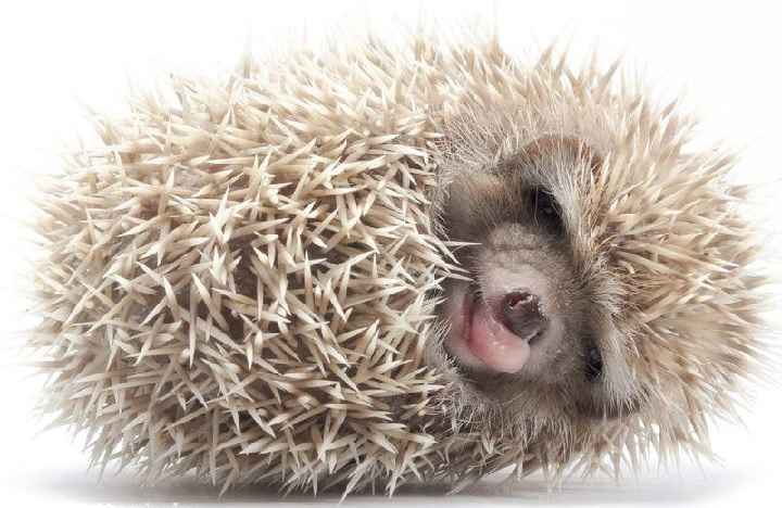Ouriço Hedgehog - Cuidados