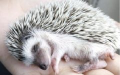 Ouriço Hedgehog – Cuidados