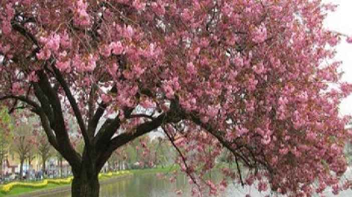 Festa Das Cerejeiras - Local e Datas