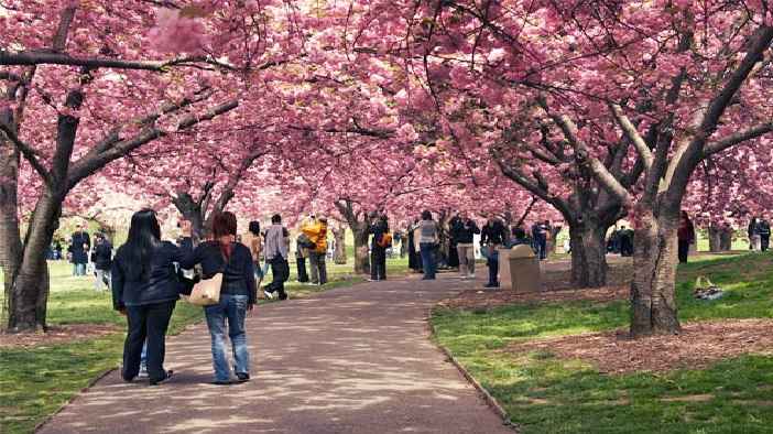 Festa Das Cerejeiras – Local e Datas