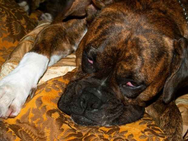 Parvovirose Canina – Causas e Sintomas