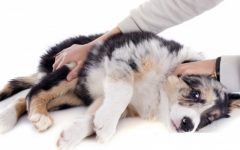 Epilepsia Em Cães – Sintomas