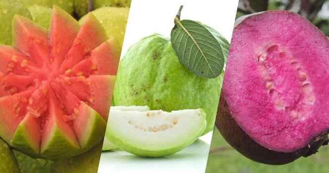 Fruta Goiaba – Tipos e Benefícios