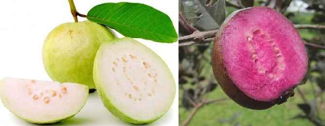 Fruta Goiaba – Tipos e Benefícios