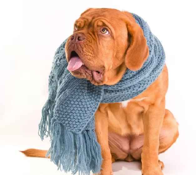 Asma Em Cães – Causas e Tratamento