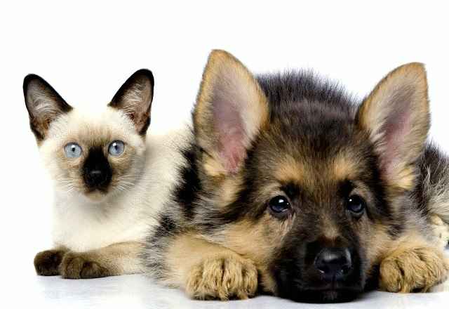 Castração de Cães e Gatos - Como Inscrever Gratuitamente