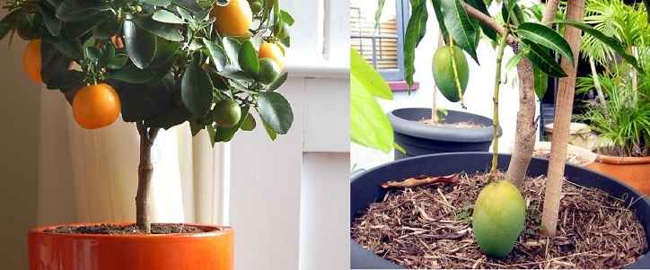 Plantas Frutíferas Para Vasos – As Melhores