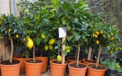 Plantas Frutíferas Para Vasos – As Melhores