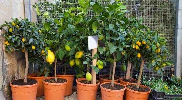Plantas Frutíferas Para Vasos – As Melhores
