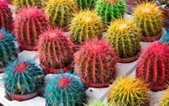 Cactos Coloridos – Como Plantar e Como Cuidar