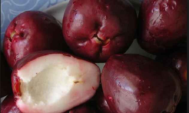 Fruta Jambo – Benefícios Para Saúde