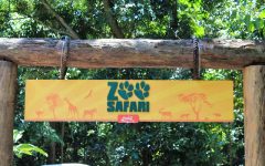 Passeio No Zoo Safári Em São Paulo – Dicas